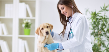 Top Veterinary Schools in 2016 main image